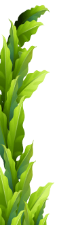 Big leaf