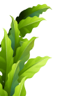 Small leaf
